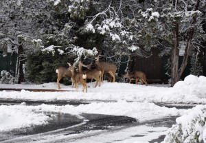 7. The deer came to the RV park to say goodbye