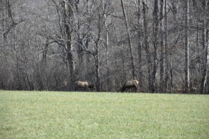 Great Smoky Mountains Elk    