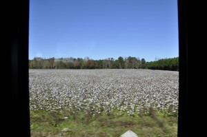 On the Road Cottonfield (1)  